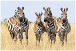 
IMG_7278 Zebra ����