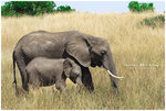

IMG_7348 African Savanna Elephant �D�w�H