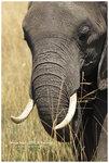 

IMG_7382 African Savanna Elephant �D�w�H
