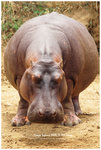 
IMG_7417 Hippopotamus �e��
