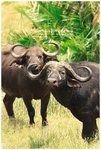 
IMG_7448 Buffalo ����
