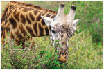 
IMG_7452 Giraffe ���V��
