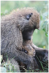 
IMG_8271 Baboon �a�a