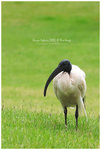 
IMG_9653 Sacred Ibis �¸y���O