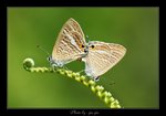 Lampides boeticus �G�ǽ�