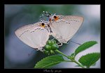 Tajuria cippus �����ǽ�