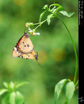  Danaus chrysippus ������
