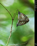 Ideopsis similis ���Y����