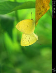 Eurema hecabe �e�������