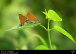 Polytremis lubricans �����է˽�