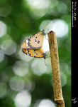 Danaus chrysippus ������
