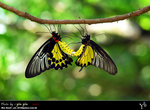 Troides helena �n��