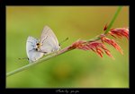 Tajuria cippus �����ǽ� 
