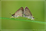 Aeromachus pygmaeus �ܾ���˽�
