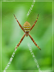 sp