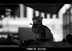 C_011