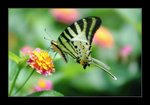 Pathysa antiphates ��� 