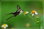 Lamproptera curius �P��
