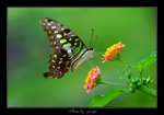 
Graphium agamemnon �ΫӫC�� 
