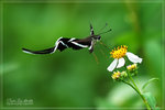 �P��Lamproptera curius
