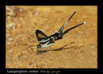 Lamproptera curius �P��