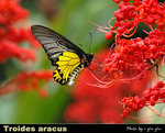 Troides aeacus ���n�� 