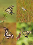Papilio machaon ���� 