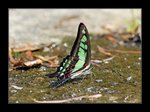 Graphium cloanthus �e�a�C�� 