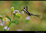 
Lamproptera curius �P��
