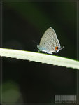 Catochrysops strabo �@�ǽ�~~
