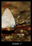 Ancema ctesia �w�ǽ�(���j�H�]����˦�)