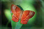 Abisara echerius �D�ؽŸý�