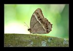 Neope muirheadii �X�콮����