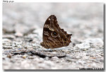 Lethe rohria �i���L���� 