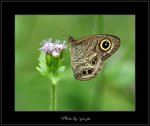 Ypthima baldus �w����