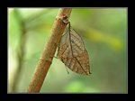  Kallima inachus �\���潺