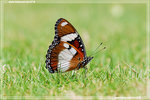 Hypolimnas misippus ���Z�潺 