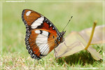 Hypolimnas misippus ���Z�潺 