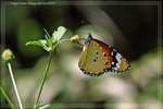 Danaus chrysippus ������