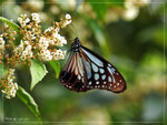 



�v��h�Z��
Parantica swinhoei �v��h����