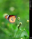Danaus chrysippus ������
