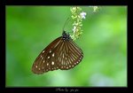 Euploea mulciber ����������
