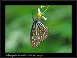 Ideopsis similis ���Y����