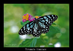 Tirumala limniace �C����