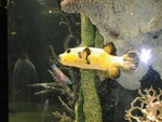 01 fish
