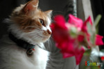 milk-and-roses