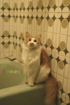 milk-bath