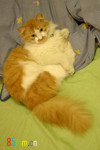 milk-bed