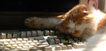 milk_keyboard