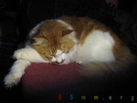 milkbed